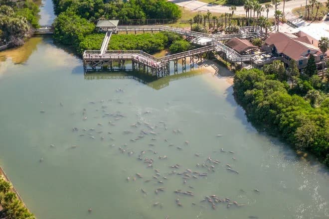Manatee Viewing Center Creating Fun for All