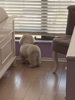 Furry friends accompany human parents at Runaway Bay