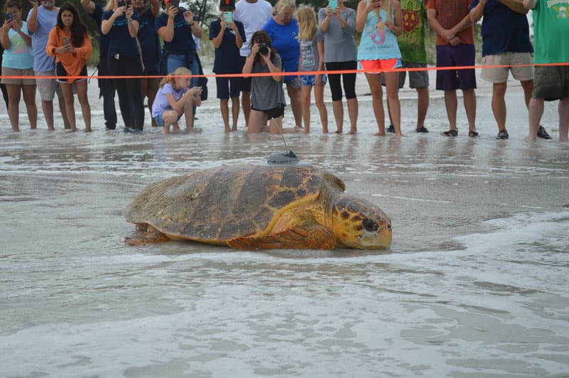 Tour de Turtles – The Islands Fastest but Slowest Race!